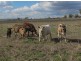 Allora QLD 4362