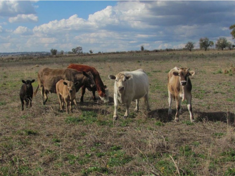 Allora QLD 4362