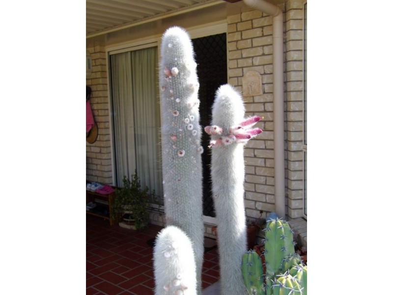 Warwick QLD 4370