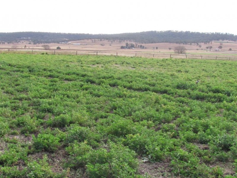 Warwick QLD 4370