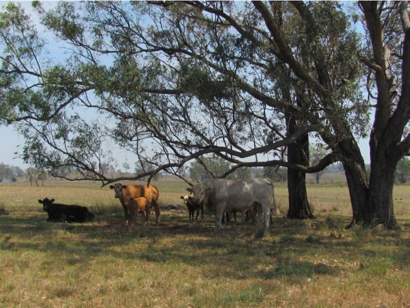 Karara QLD 4352