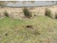 Karara QLD 4352