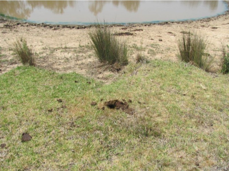 Karara QLD 4352