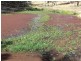 Oman Ama QLD 4352