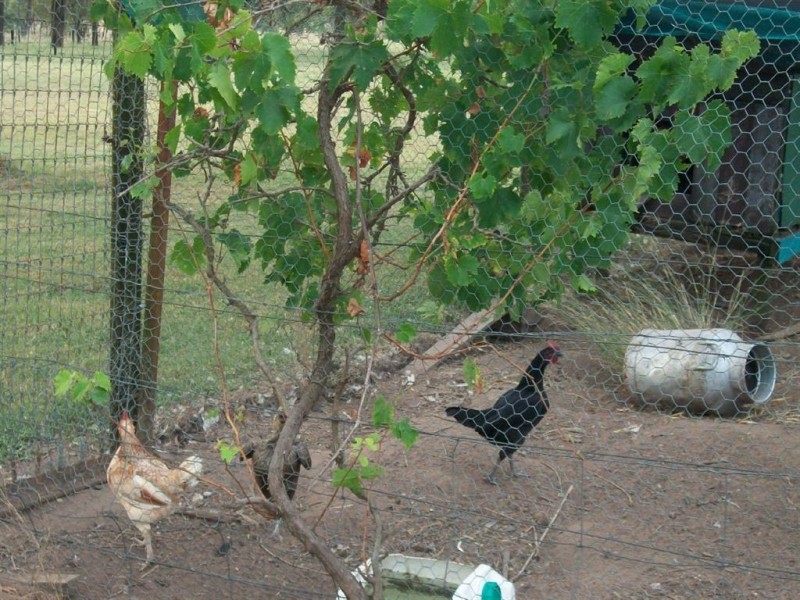 Warwick QLD 4370