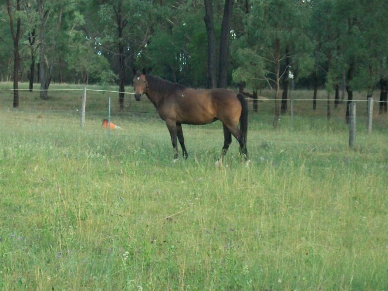 Warwick QLD 4370