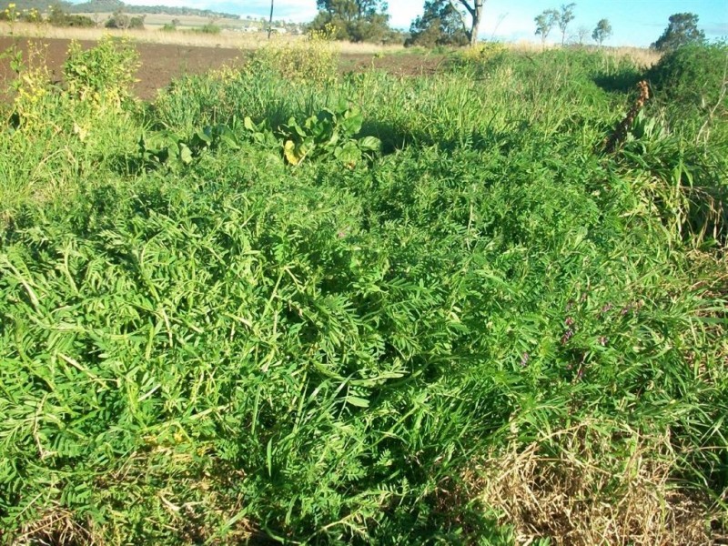 Warwick QLD 4370