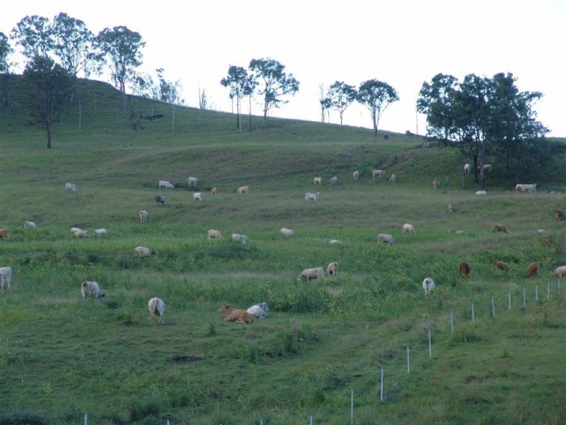 Christmas Creek QLD 4285
