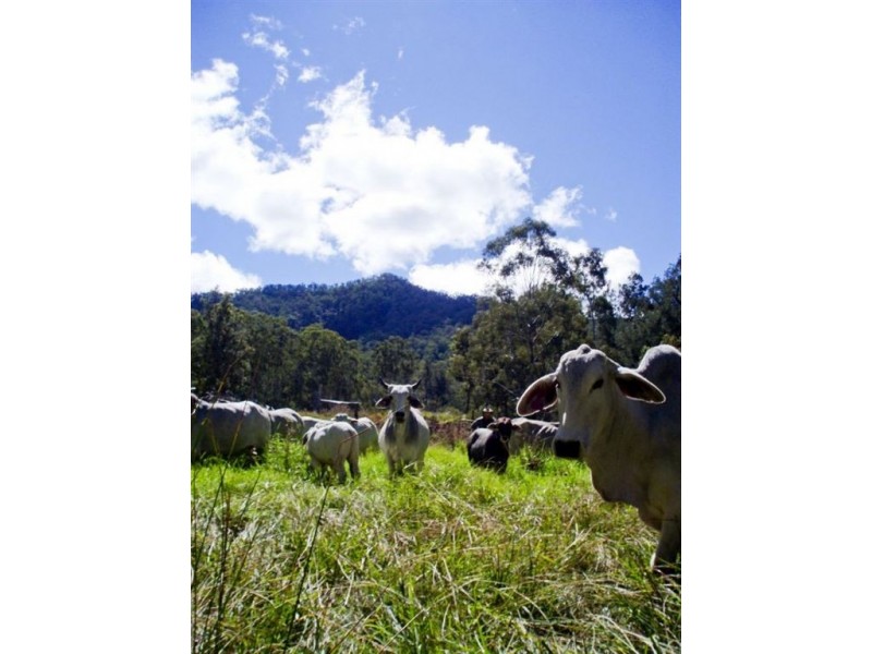 0 Top Swanfels Rd, Swanfels QLD 4371