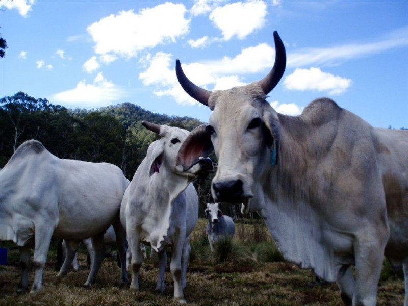 0 Top Swanfels Rd, Swanfels QLD 4371