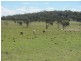 Dalveen QLD 4374