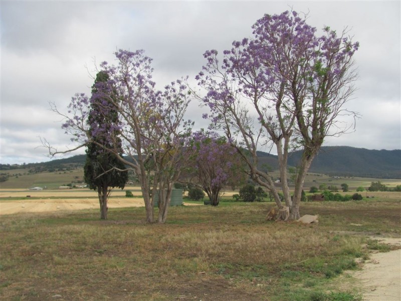 Yangan QLD 4371