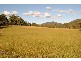 Emu Vale QLD 4371