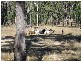 Leyburn QLD 4365