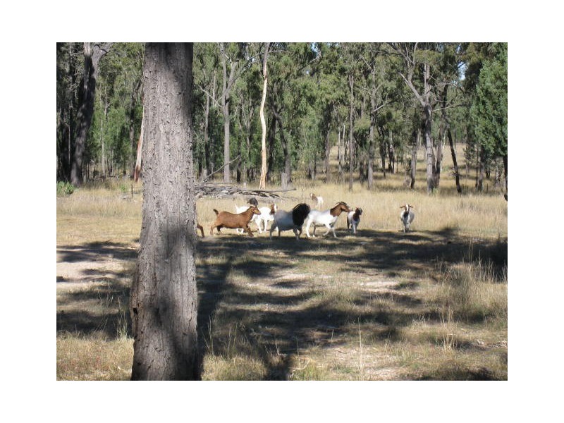 Leyburn QLD 4365
