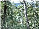 Lot 63 Lakeview Road, Lake Leake TAS 7210