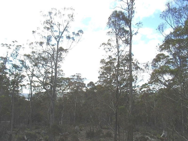 92 Lake View Road, Lake Leake TAS 7210