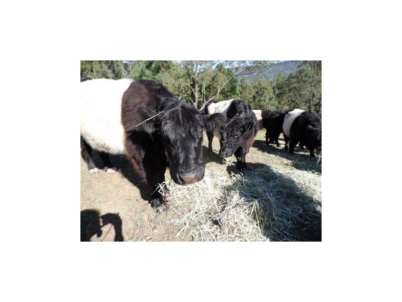 47 Tucker Lane, Canungra QLD 4275