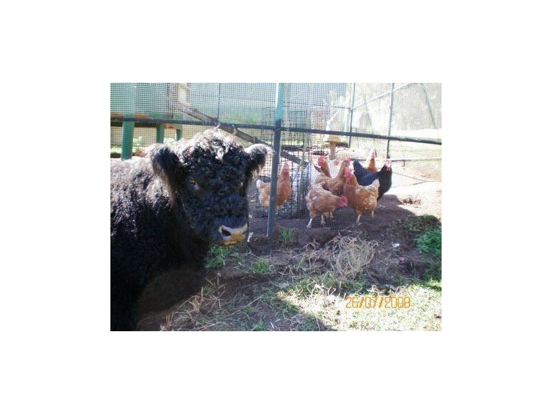 47 Tucker Lane, Canungra QLD 4275