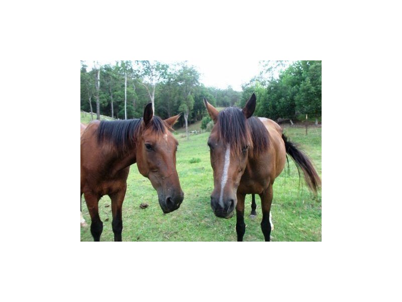 47 Tucker Lane, Canungra QLD 4275