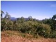 97 Midge Point road, Bloomsbury QLD 4799