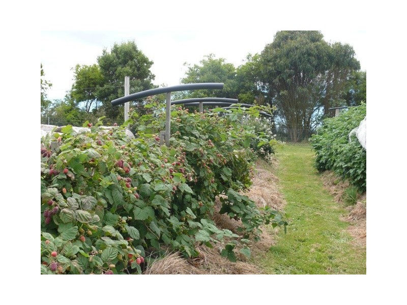 2249 Grassy Road, Lymwood TAS 7256