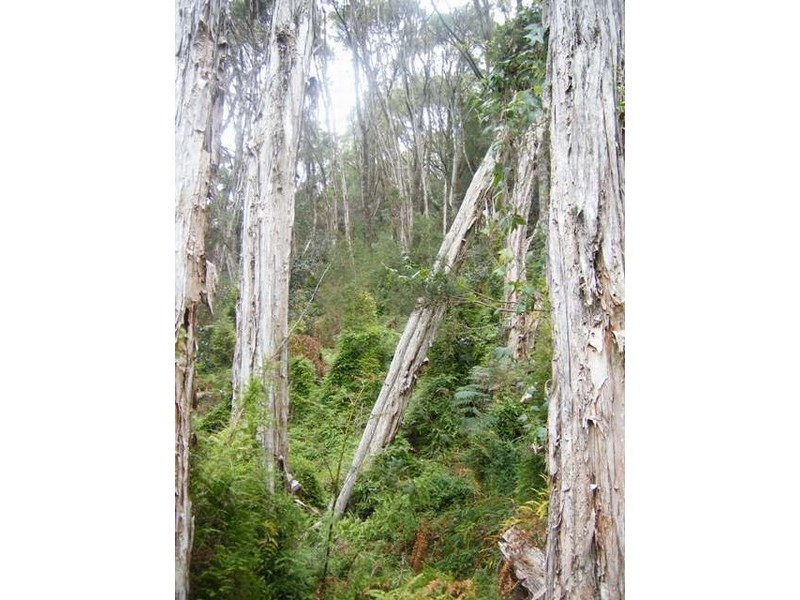 1200 Pegarah Road, Naracoopa TAS 7256