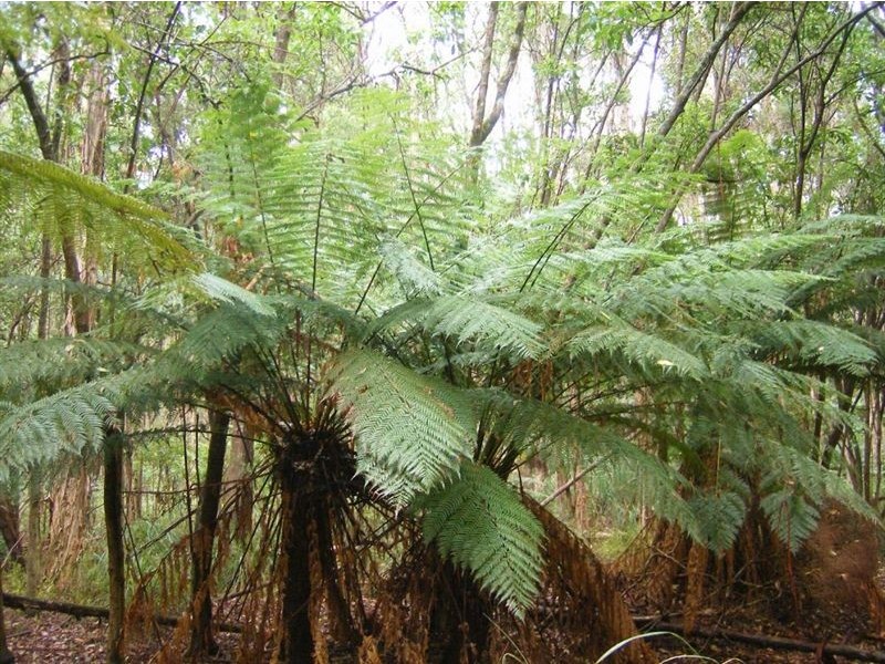 735 Pegarah Road, Pegarah TAS 7256