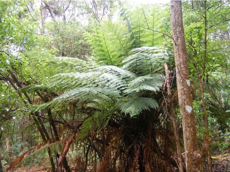 735 Pegarah Road, Pegarah TAS 7256