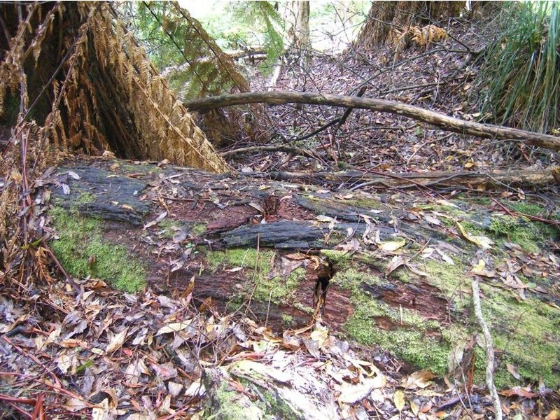 735 Pegarah Road, Pegarah TAS 7256