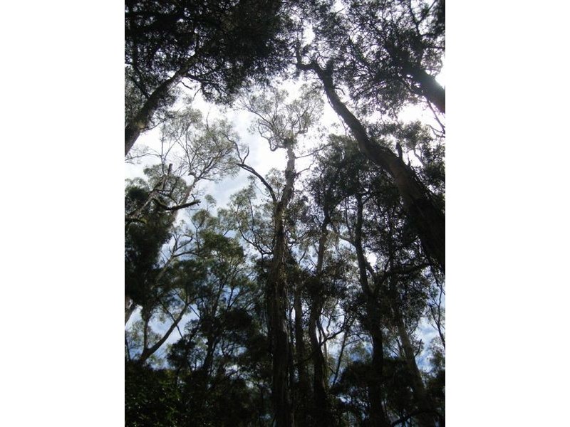 735 Pegarah Road, Pegarah TAS 7256