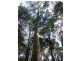 735 Pegarah Road, Pegarah TAS 7256