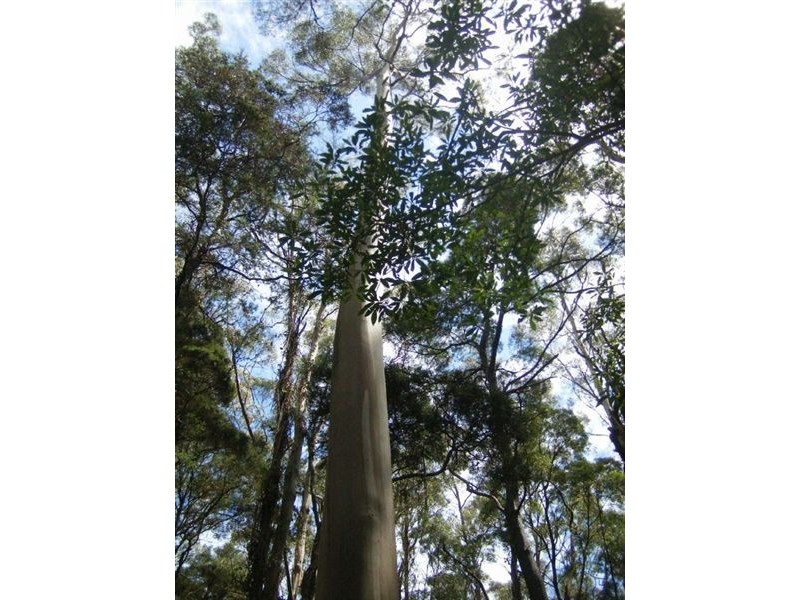 735 Pegarah Road, Pegarah TAS 7256