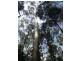 735 Pegarah Road, Pegarah TAS 7256