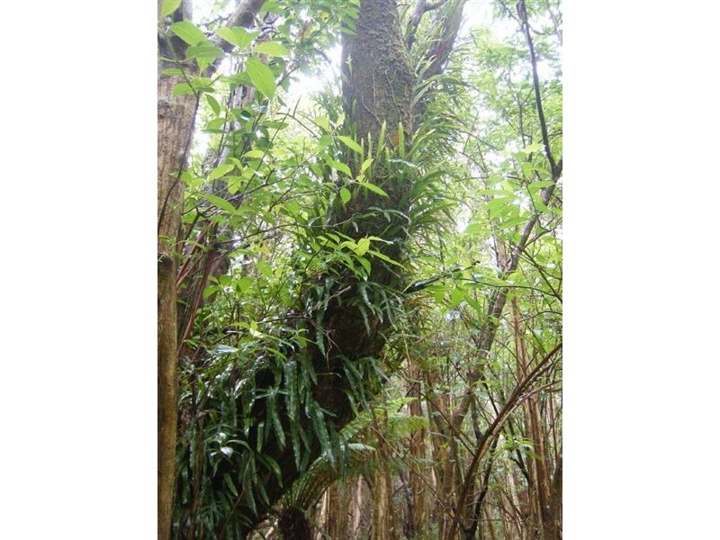 735 Pegarah Road, Pegarah TAS 7256