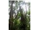 735 Pegarah Road, Pegarah TAS 7256