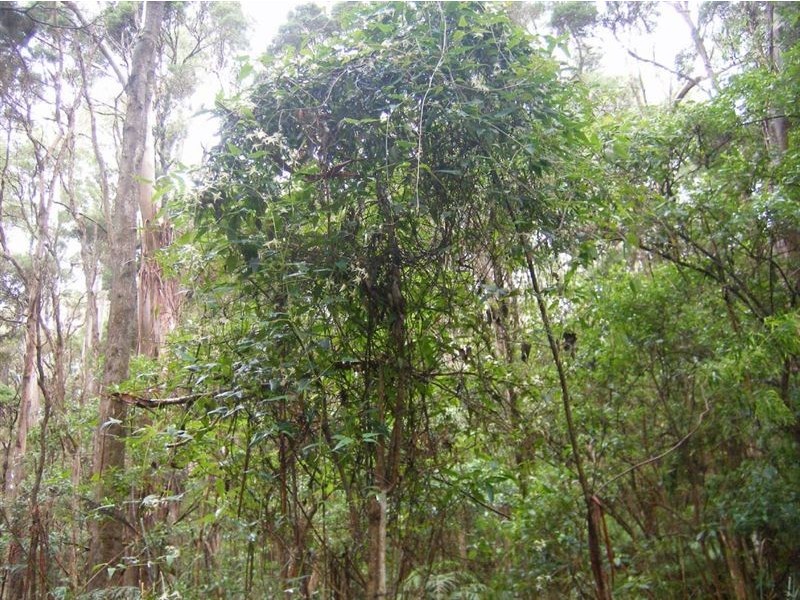 735 Pegarah Road, Pegarah TAS 7256