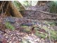 735 Pegarah Road, Pegarah TAS 7256