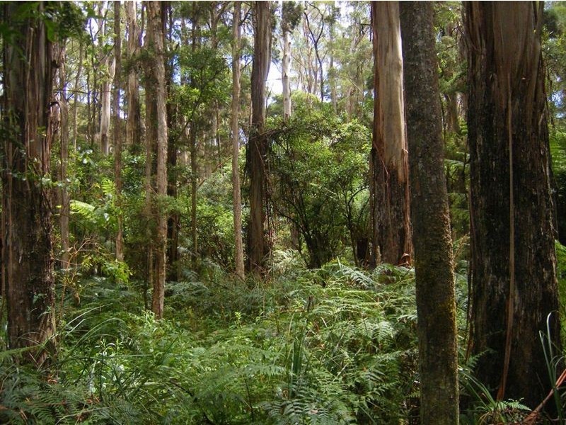 735 Pegarah Road, Pegarah TAS 7256