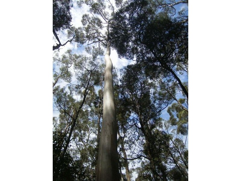 735 Pegarah Road, Pegarah TAS 7256