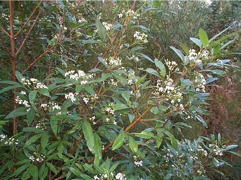 0 rankins road, Naracoopa TAS 7256