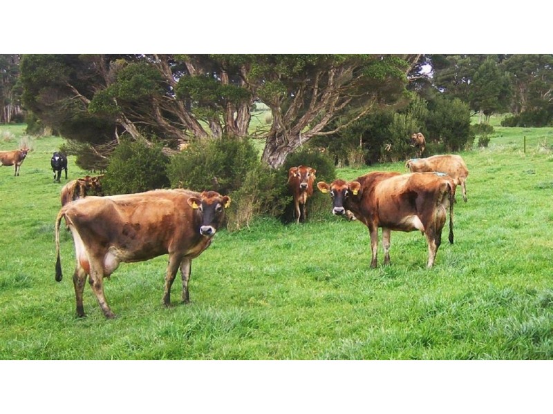 393 Lancaster Road, Pegarah TAS 7256
