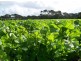 393 Lancaster Road, Pegarah TAS 7256