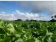 393 Lancaster Road, Pegarah TAS 7256