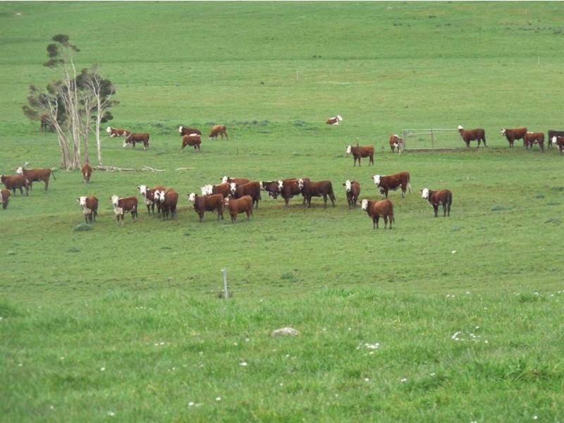 108 Yarra Creek Road, Lymwood TAS 7256