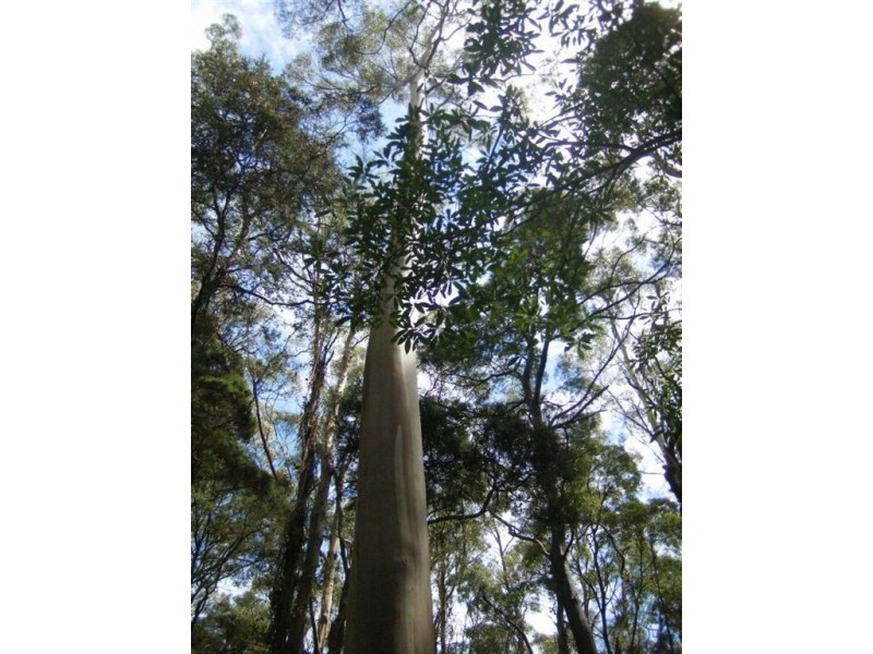 735 Pegarah Road, Naracoopa TAS 7256