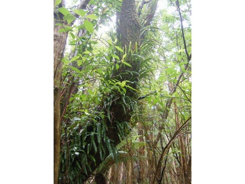 735 Pegarah Road, Naracoopa TAS 7256