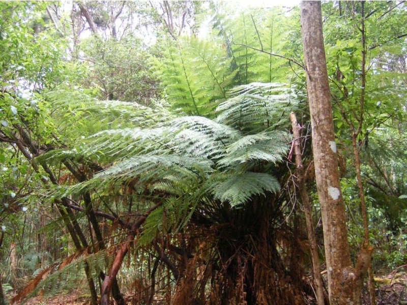 735 Pegarah Road, Naracoopa TAS 7256