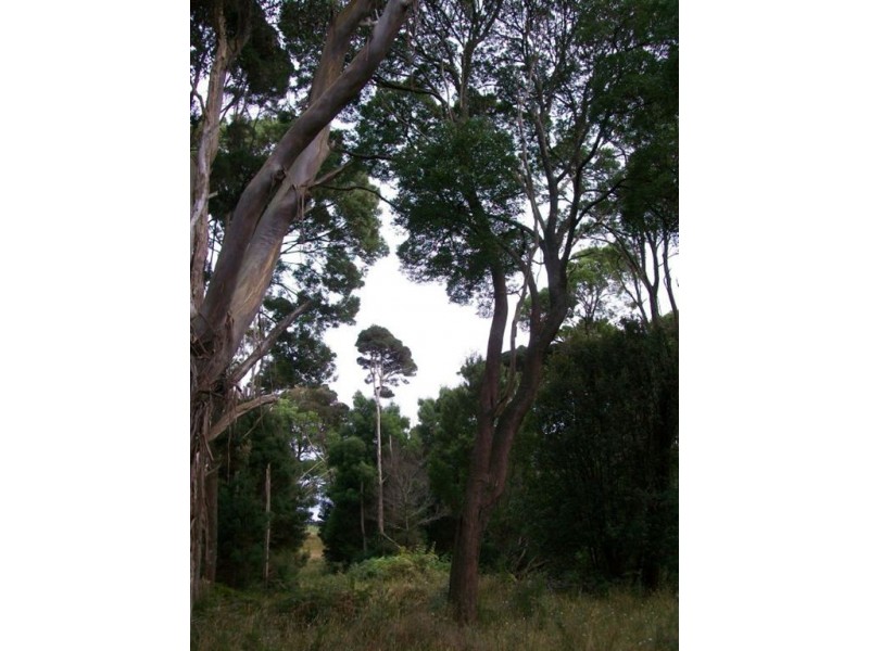 50 Bischoffs Rd,, Pegarah TAS 7256