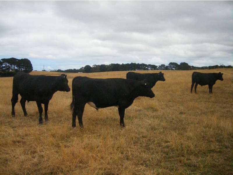 0 Grassy Road, Lymwood TAS 7256